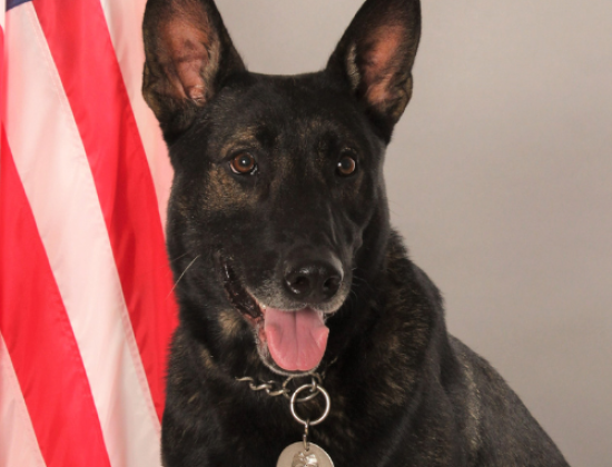 K9 Bary