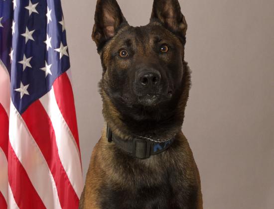 K9 Karo